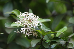Ixora finlaysoniana